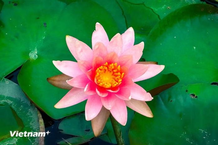Hoa súng màu hồng mang trong mình một vẻ đẹp dịu dàng, lãng mạn. (Ảnh: Trần Hương Sơn/Vietnam+)