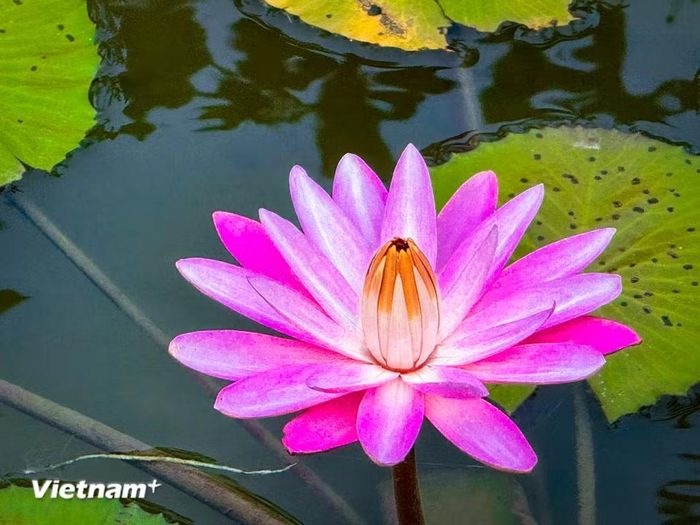 Ánh tím huyền ảo của hoa súng tượng trưng cho sức mạnh bên trong, hay giác quan thứ sáu để kết nối với một thế giới khác. (Ảnh: Trần Hương Sơn/Vietnam+)
