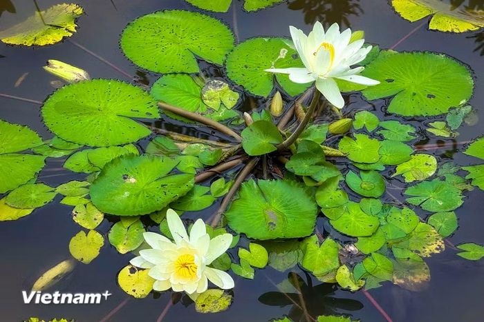 Thời xưa, hoa súng đã được trồng trong các hồ nước của những cung điện lớn. (Ảnh: Trần Hương Sơn/Vietnam+)