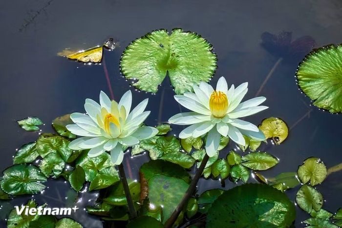 Hoa súng là một loài hoa lưỡng tính cùng cánh hoa hình trụ, xếp thành vòng tròn với đường kính 5 - 10cm. (Ảnh: Trần Hương Sơn/Vietnam+)