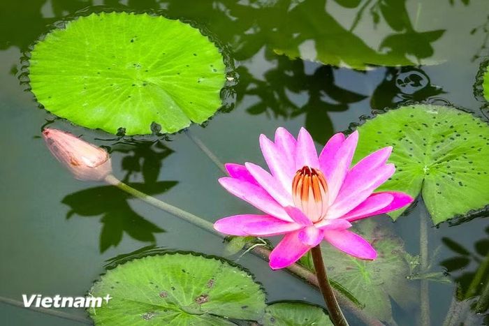 Hoa súng có đặc tính dễ thích nghi và thường phát triển ở các khu vực ôn đới và nhiệt đới trên thế giới. (Ảnh: Trần Hương Sơn/Vietnam+)