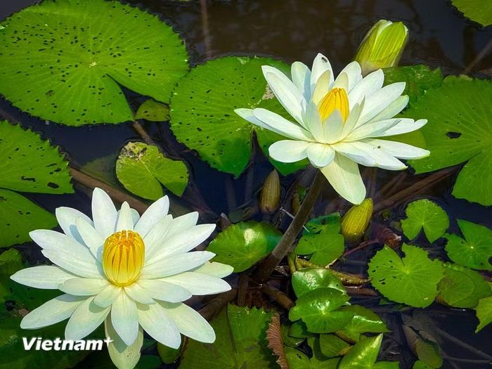 Màu trắng của hoa súng mang vẻ đẹp tinh khôi, dịu dàng mà ít loài hoa nào có được. Hoa vươn lên và nở thật đẹp. (Ảnh: Trần Hương Sơn/Vietnam+)