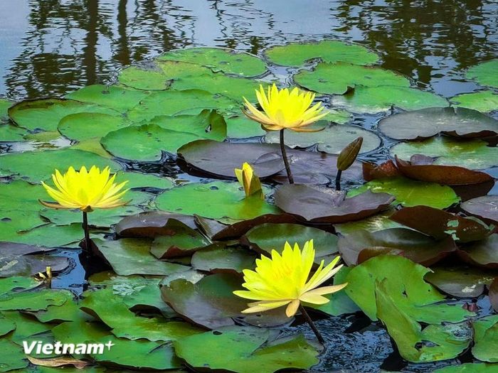 Hoa súng với ánh vàng nổi bật, được quý như biểu tượng của sự giàu sang, thịnh vượng và may mắn. (Ảnh: Trần Hương Sơn/Vietnam+)