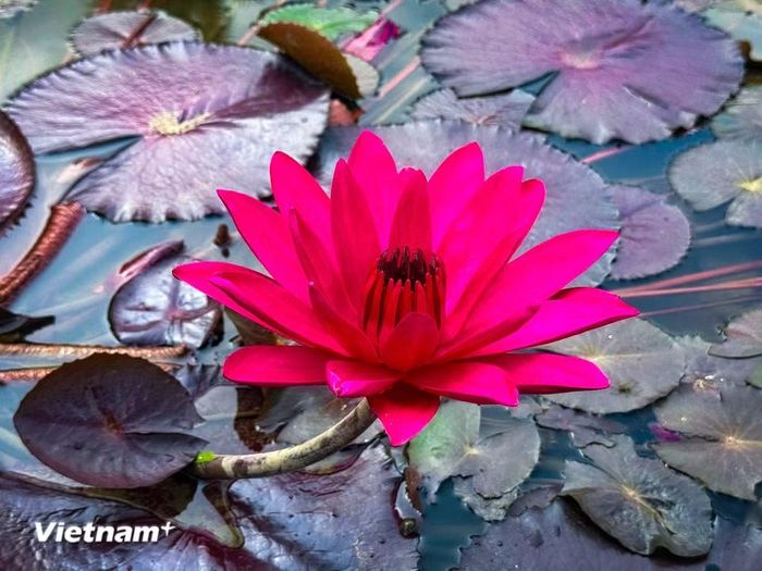 Tạo nên khung cảnh rực rỡ vào những tháng hè. (Ảnh: Trần Hương Sơn/Vietnam+)