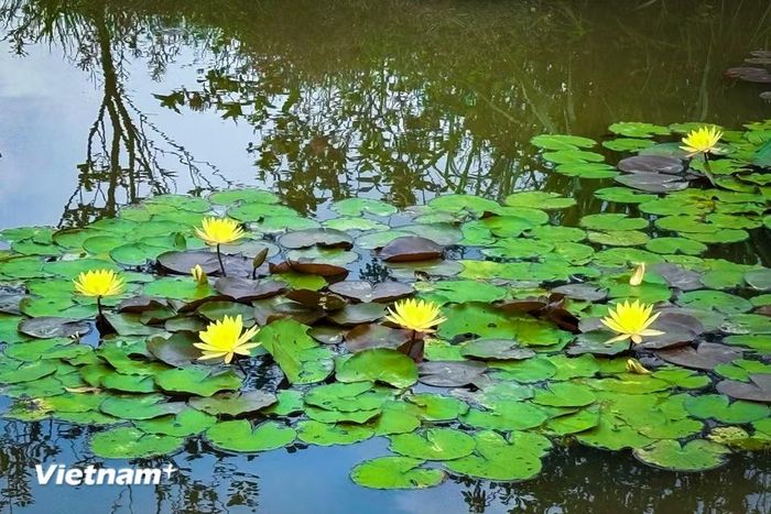 Chính vì thế, loài hoa này luôn được nhiều người chọn để dành tặng bạn bè ở những dịp như tốt nghiệp… (Ảnh: Trần Hương Sơn/Vietnam+)