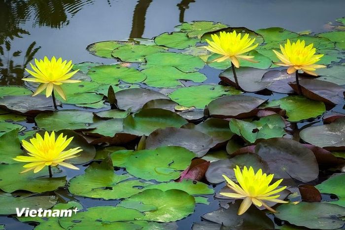 Cây hoa súng nổi bật với lá tròn hoặc bầu dục nổi trên mặt nước và những bông hoa rực rỡ vươn mình khỏi mặt ao hồ. (Ảnh: Trần Hương Sơn/Vietnam+)