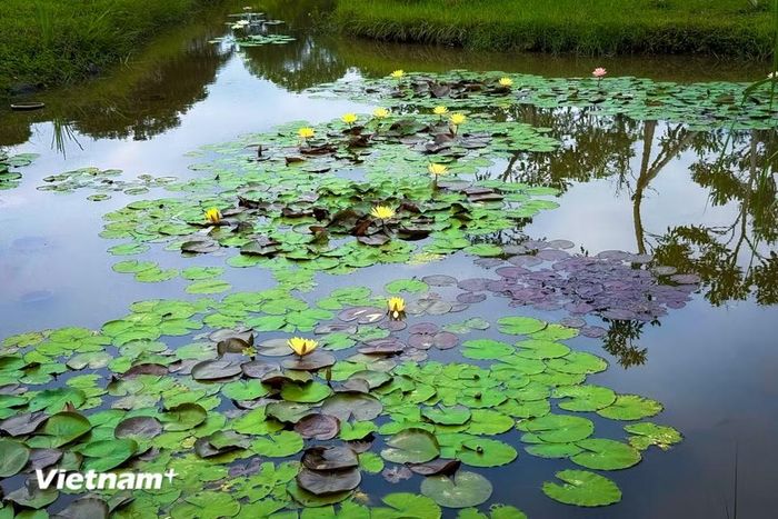 Hoa súng có nhiều màu như: đỏ, tím, hồng, vàng, trắng. (Ảnh: Trần Hương Sơn/Vietnam+)