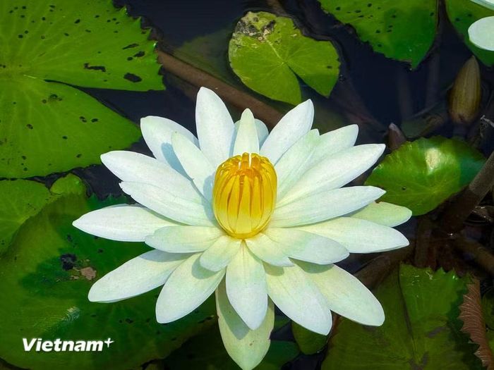 Hoa súng trắng còn có tác dụng tốt đối với sức khỏe con người. (Ảnh: Trần Hương Sơn/Vietnam+)