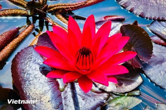 Sắc đỏ từ lâu đã được xem là gam màu đại diện cho ngọn lửa đam mê, khát vọng cháy bỏng của tuổi trẻ. (Ảnh: Trần Hương Sơn/Vietnam+)