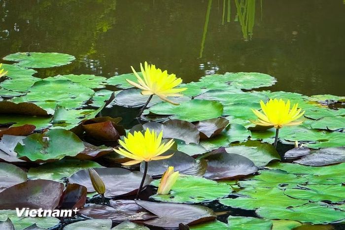 (Ảnh: Trần Hương Sơn/Vietnam+)