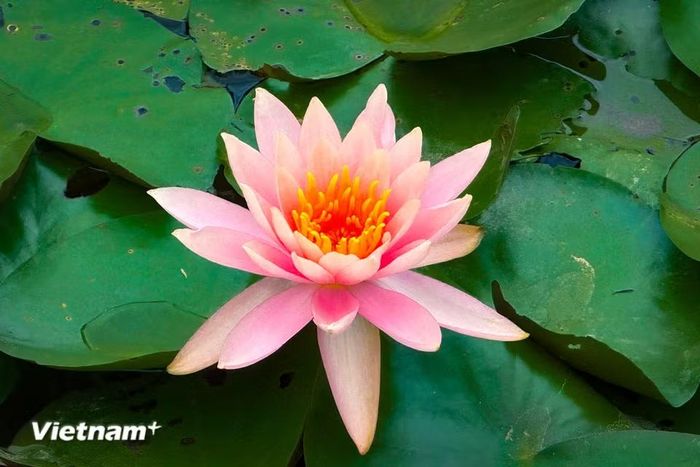 Hoa có nguồn gốc từ các vùng đầm lầy nước ngọt ở Nam Mỹ (Amazon). (Ảnh: Trần Hương Sơn/Vietnam+)