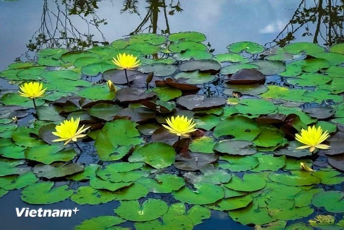 Hoa súng vàng được tin rằng có khả năng thu hút vượng khí, xua đuổi những tà khí và mang đến sự an yên cho gia đình. (Ảnh: Trần Hương Sơn/Vietnam+)