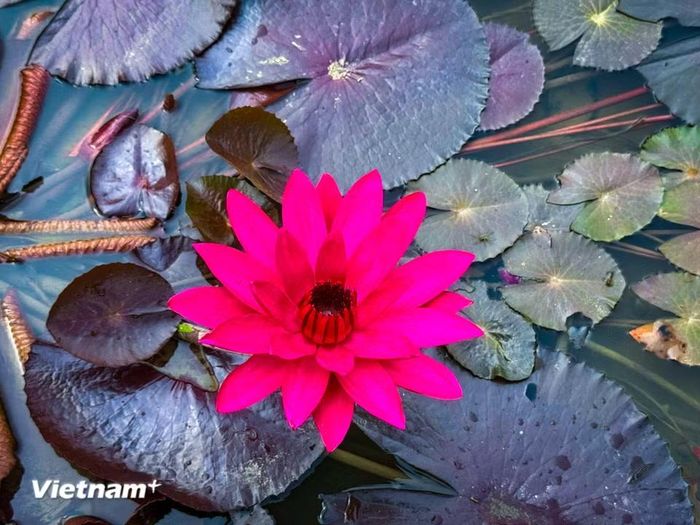 Hoa súng màu đỏ là một món quà hoàn hảo dành tặng người thân, bạn bè. (Ảnh: Trần Hương Sơn/Vietnam+)