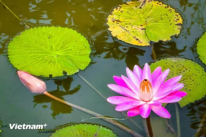 Màu hồng của hoa súng cũng là lời chúc mừng ai đó vì đã có một quá trình học tập không ngừng nghỉ, luôn tìm tòi và khám phá những điều mới. (Ảnh: Trần Hương Sơn/Vietnam+)