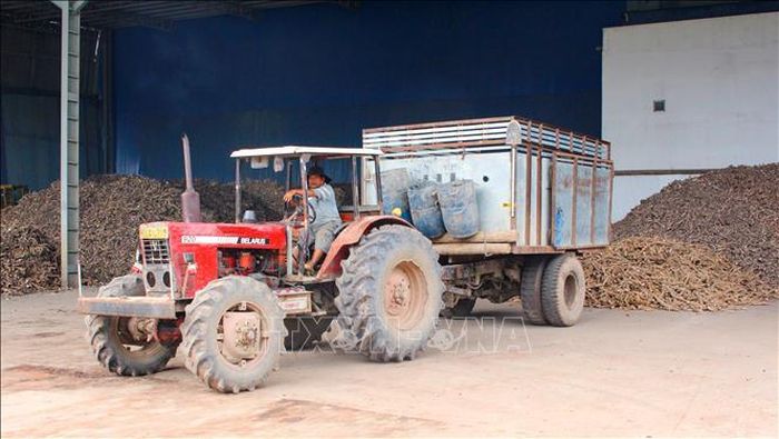 Sắn tươi được tập kết về nhà máy sản xuất tinh bột sắn tại Tây Ninh.