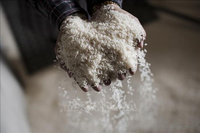 Các quốc gia sản xuất gạo hàng đầu châu Á đang chủ động tái cấu trúc nguồn cung đầu vào. Ảnh: AFP/TTXVN