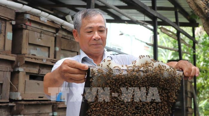 Ông Lê Thành Phương, chủ vườn nhãn và là người "khai sinh" thương hiệu "Mật ong 6 Phương" đạt chuẩn OCOP. Ảnh: Nguyễn Hằng - TTXVN