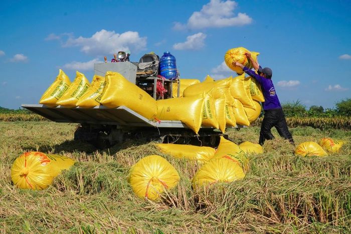 Trồng lúa theo mô hình chất lượng cao, năng suất cao hơn so với mô hình cũ