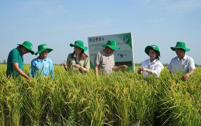 Trồng lúa chất lượng cao, phát thải thấp giúp nhiều chị em phụ nữ mạnh dạn đầu tư làm ruộng