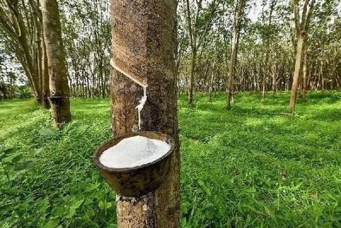 Trong nước, các công ty chế biến cao su trong nước tiếp tục duy trì trạng thái bình ổn