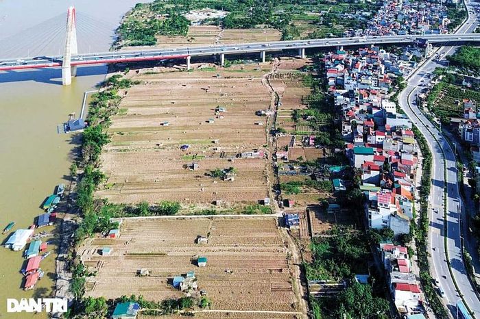 Đất Phú Thượng vùng bãi ven sông không chỉ là đất nông nghiệp mà còn là kết quả của mối quan hệ lâu dài giữa con người với môi trường phù sa của sông Hồng. Ảnh: Mạnh Quân