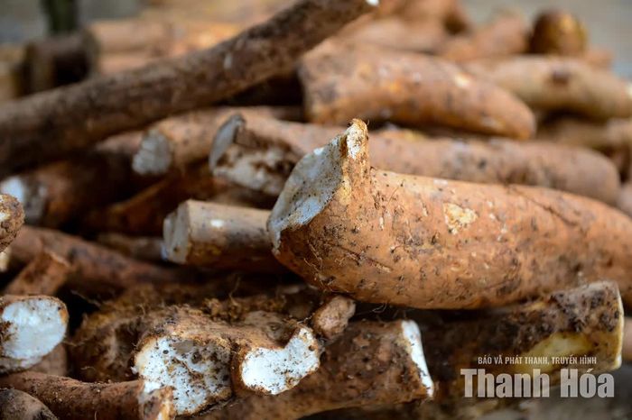 Từ một dây mài trên mặt đất, người đi rừng phải xác định vị trí củ nằm bên dưới. Có củ nằm sâu tới 2-3m, khiến việc đào tìm không khác gì một cuộc “săn” dưới lòng đất.