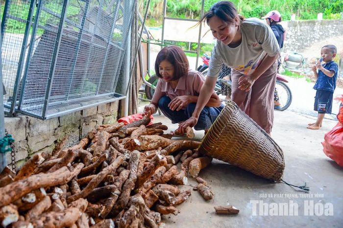 Mỗi ngày mới bắt đầu, khoảng 30 - 40 người từ các bản ở Pù Nhi và khu vực lân cận lại bắt đầu vào rừng tìm củ mài. Công việc đòi hỏi sức khỏe, sự kiên trì và đặc biệt là kinh nghiệm nhận biết những dây mài ẩn dưới lớp cây rừng.