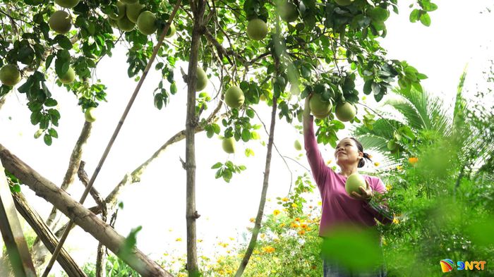 Bưởi trụ Quế Phước trĩu quả, hứa hẹn mang lại nguồn thu nhập khá cho nhà vườn. Ảnh: MINH THÔNG