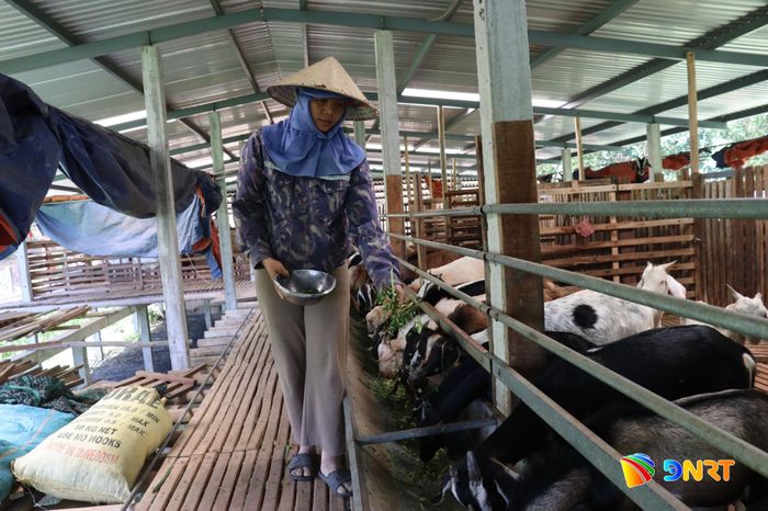 Chị Nguyễn Thị Nhinh (xã Hòa Vang) thực hiện mô hình tuần hoàn với việc chăn nuôi bò, dê và nuôi trùn quế. Ảnh: TRẦN TRÚC