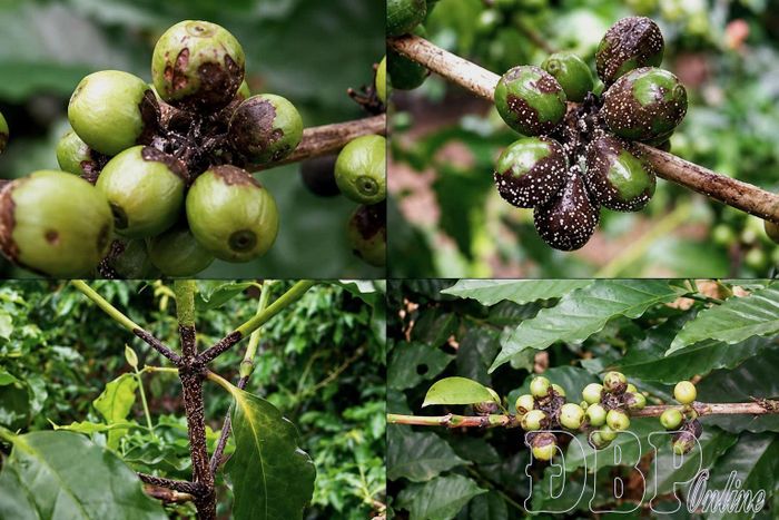 Mùa mưa độ ẩm không khí cao dễ xuất hiện bệnh thối rễ, rỉ sắt, thối quả, nấm hồng cùng nhiều loại nấm bệnh khác phát triển trên cây cà phê.