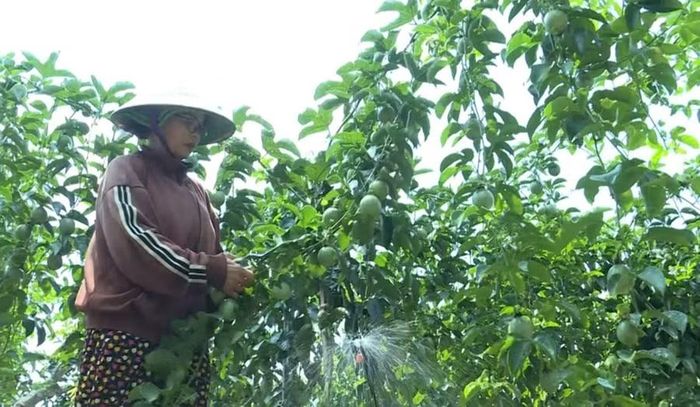  Cây chanh dây đã “bén duyên” với vùng đất trước đây người dân chủ yếu trồng mía. Ảnh: N.S 
