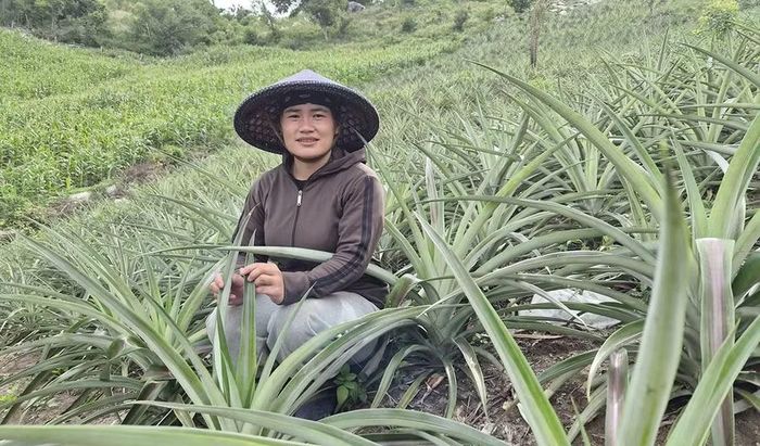  Vườn dứa mật của chị Trần Thị Bích (thôn Hbang, xã Tơ Tung) phát triển xanh tốt, mang lại nguồn thu đáng kể cho gia đình. Ảnh: N.S 