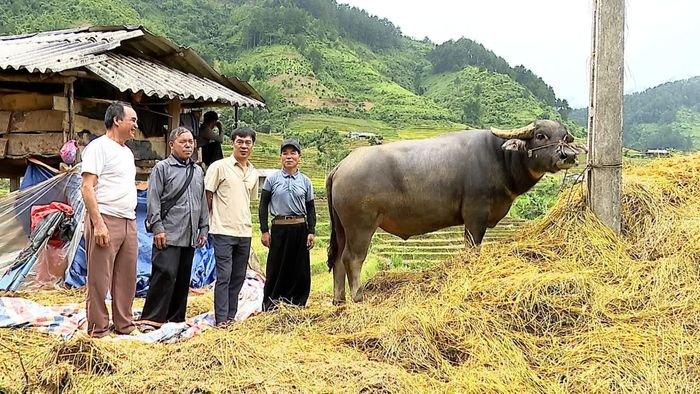 Chăn nuôi gia súc là sinh kế của người dân vùng cao Lào Cai.