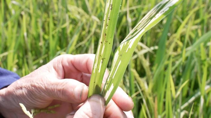 Cánh đồng lúa mùa xã Xuân Ái đang bước vào giai đoạn làm đòng, trỗ, người dân chủ động chăm sóc và phòng trừ sâu bệnh.