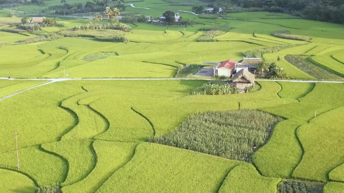 Lúa mùa phát triển tốt tạo nền tảng cho một vụ sản xuất thắng lợi.