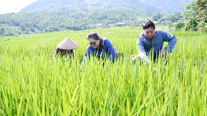 Cán bộ Trung tâm Dịch vụ tổng hợp xã Mỏ Vàng kiểm tra đồng ruộng, kịp thời phát hiện và hướng dẫn người dân phòng trừ sâu bệnh hại lúa.