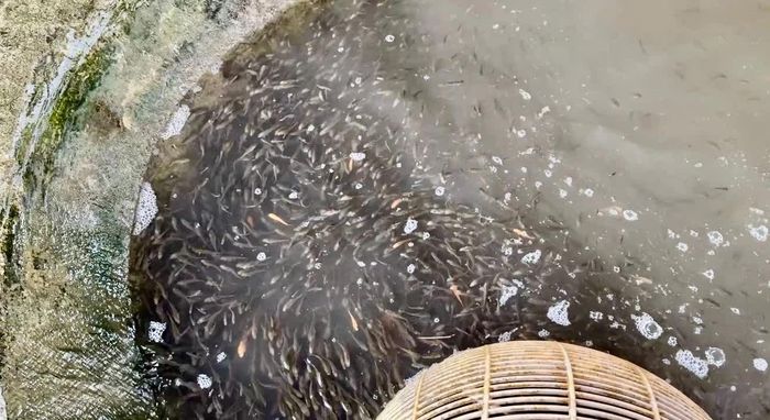 Phát triển nguồn con giống chất lượng góp phần nâng cao hiệu quả nuôi trồng thủy sản.