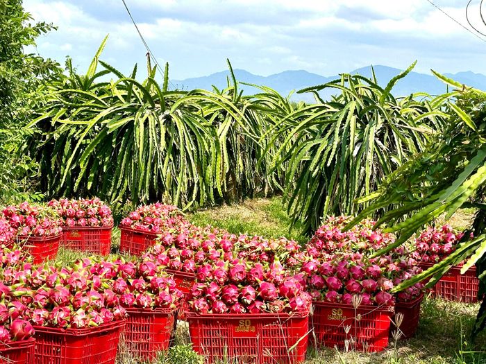 Thanh long sau thu hoạch được tập trung chờ thương lái