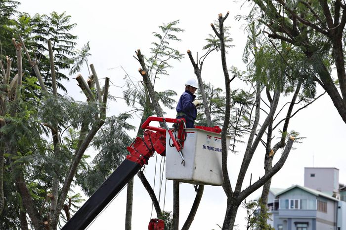 Công nhân Công ty CP Dịch vụ Đô thị Đà Lạt cắt tỉa phượng tím vào sáng 17/8