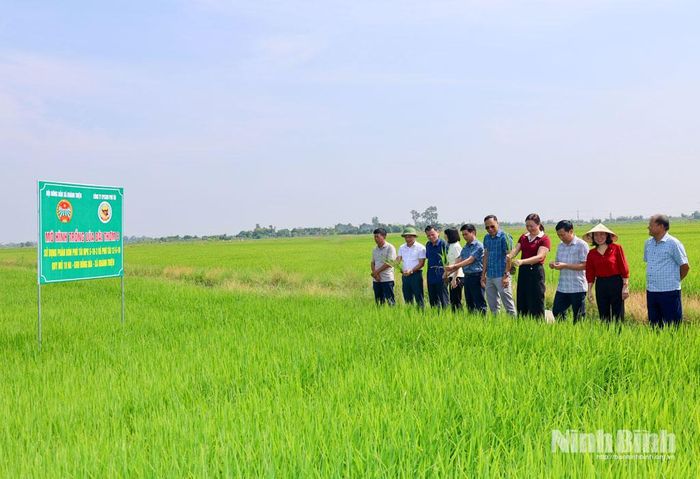 Tham quan mô hình trồng lúa Đài Thơm 8, sử dụng phân bón Phú Tài do HTX Sản xuất, Kinh doanh, Dịch vụ nông nghiệp Tiền Phong triển khai.