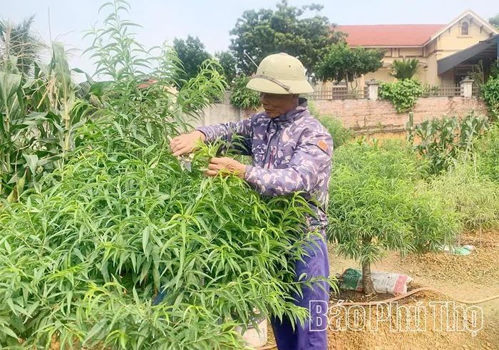 Ông Bùi Tiến Sỹ - thôn Nhà Nít chăm sóc vườn đào của gia đình.