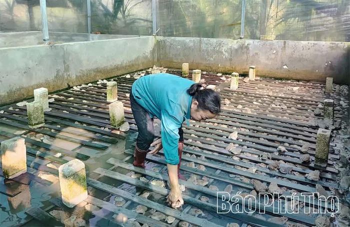 Bà Phùng Thị Mây ở thôn Chí, xã Chí Đám chăm sóc đàn ếch thương phẩm tại khu nuôi của gia đình.