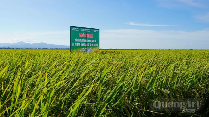 Công ty TNHH MTV Giống cây trồng Quảng Bình ký hợp đồng liên kết tiêu thụ toàn bộ diện tích lúa thực hiện mô hình - Ảnh: N.H