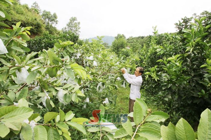 Thành viên HTX Nông nghiệp Hoàng Sơn, xã Chiềng Sơn chăm sóc cây ăn quả.