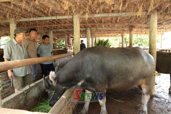 Mô hình chăn nuôi trâu, bò nhốt chuồng của nhân dân bản Mường Hung.