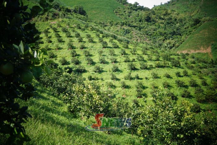 Mô hình trồng cây ăn quả trên đất dốc của nhân dân xã Mường Hung.