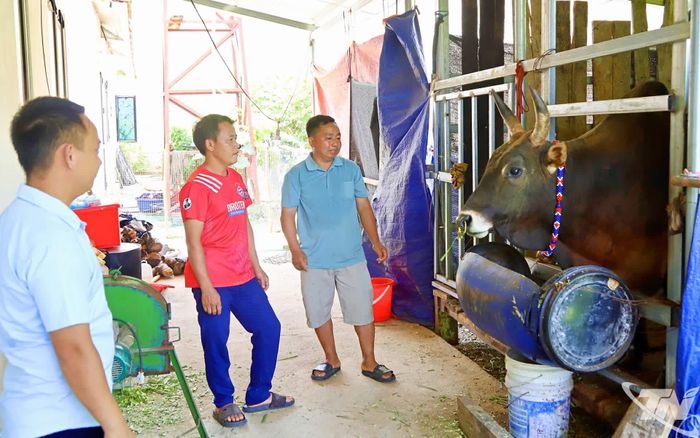 25 hộ đồng bào Mông sau khi chuyển về nơi ở mới bản tái định cư thôn Tà Han, xã Nam Cường đến nay đã ổn định và tập trung phát triển kinh tế, vươn lên thoát nghèo.