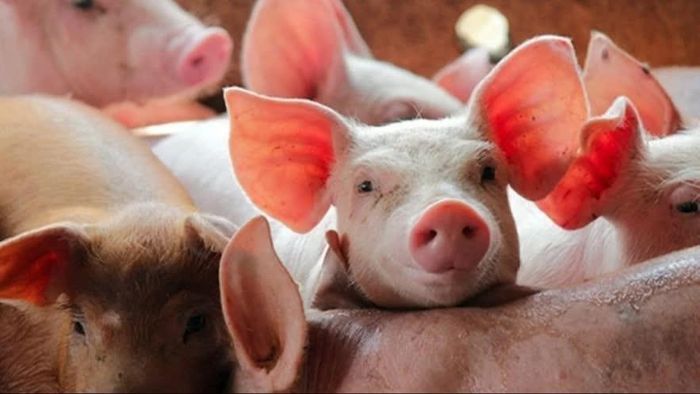 Giá heo hơi hôm nay giảm 2.000 - 3.000 đồng/kg so với cuối tuần trước. Ảnh minh họa