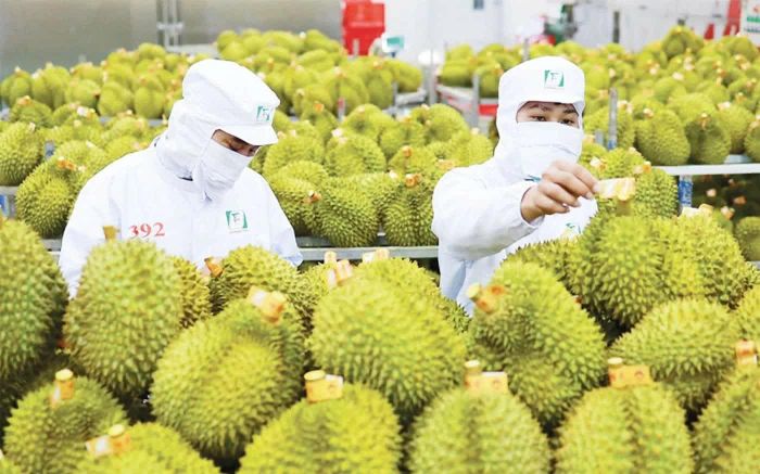 7 tháng, xuất khẩu sầu riêng ước đạt khoảng 1,8 tỷ USD. Ảnh minh họa tư liệu