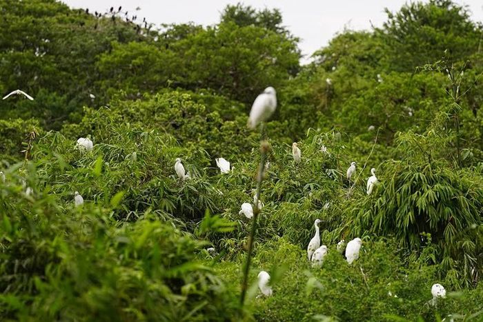 Những cánh cò trắng nổi bật giữa màu xanh cây lá, tạo nên vẻ đẹp thanh bình của Vườn cò Tân Long. Ảnh: Tường Quang